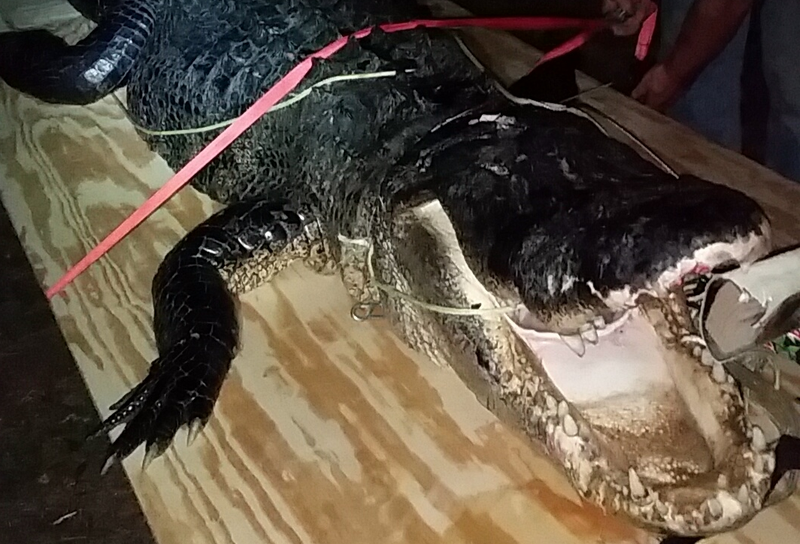 A 13-foot, 10-inch gator taken along the lower Arkansas River by James Pelt of Camden. Courtesy Game and Fish Commission.