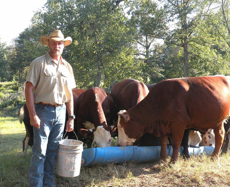 Eddie Wagoner feeds some of the Braford heifers he keeps near his house in the Maple Springs community in Independence County. He raises about 250 head of cattle and does some custom hay baling for local farmers, as well as mechanic work and custom fence building. He also does custom cattle work, including artificial insemination and pregnancy evaluation for area ranchers.