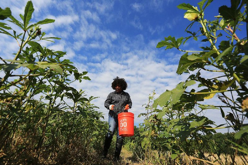 Mary Bone picks okra earlier this month on her farm in Monroe County. Deer wiped out her purple hull peas and a fungus killed most of her tomatoes this year.
