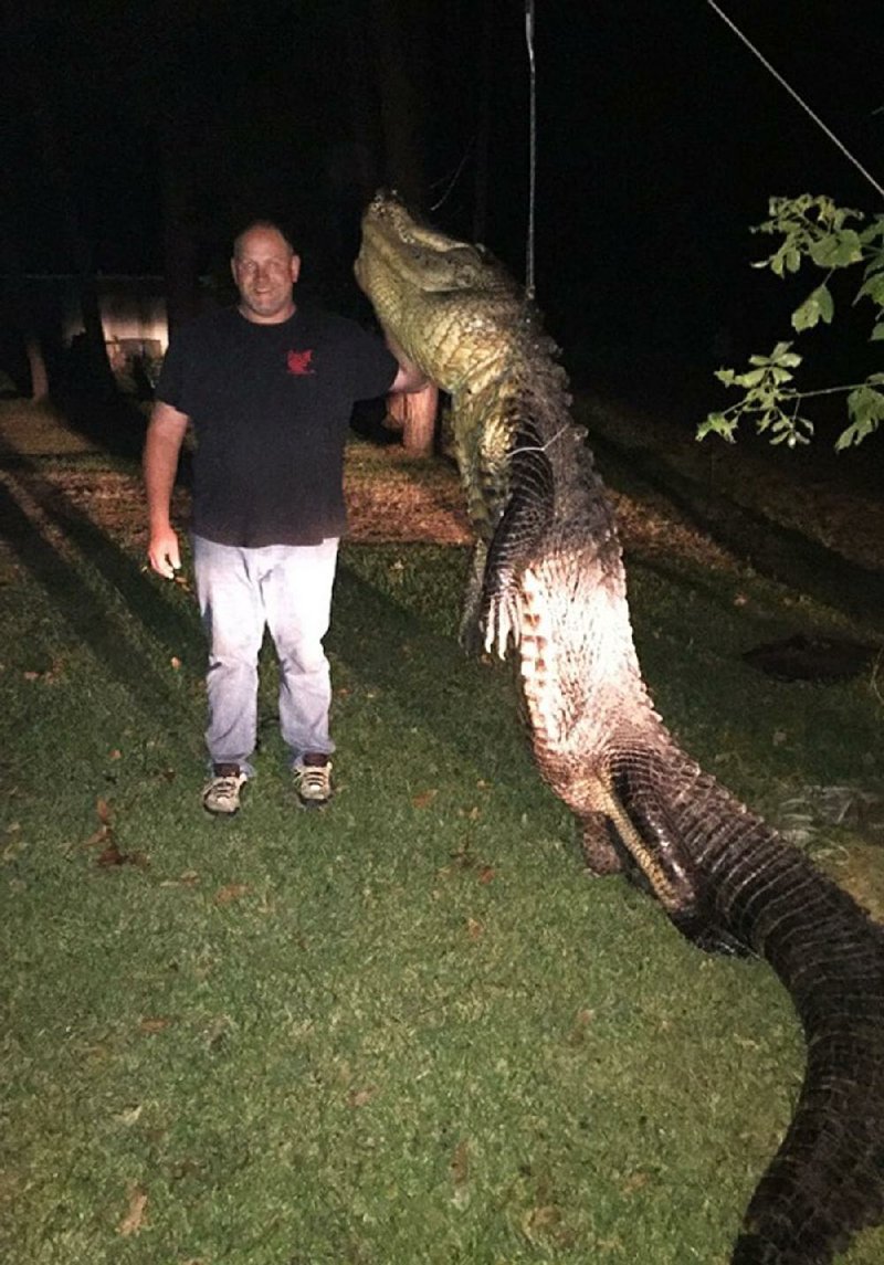 Jim Pelt of Camden shows off the 13-foot, 10-inch alligator he bagged in Moore’s Bayou in the annual controlled hunt in the Lower Arkansas River Wetland Complex. 