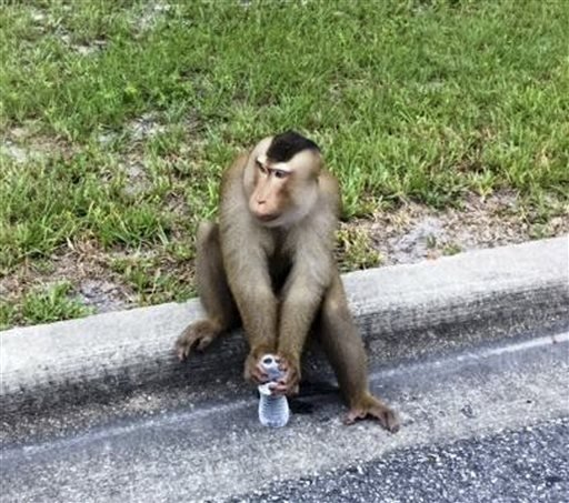 In this Monday, Sept. 28, 2015, photo provided by the Sanford Police Department, a monkey that escaped its owner’s home sits on a curb drinking water that Sanford police officers offered it as a distraction after they responded to a call that the monkey was eating mail out of a mailbox in Sanford, Fla.