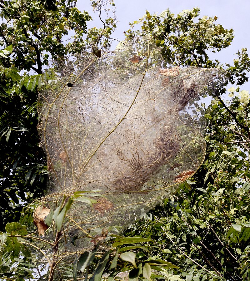 RITA GREENE MCDONALD COUNTY PRESS Fall webworms in their webs appearing on Missouri trees.