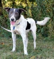 Squeaks, a border collie mix, is in the Gentry animal shelter and in need of a new home.