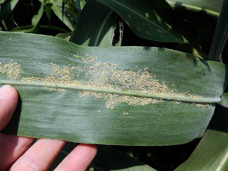 Tiny sugarcane aphids cover a sorghum leaf in this photo provided by the University of Arkansas System’s Agriculture Division.
