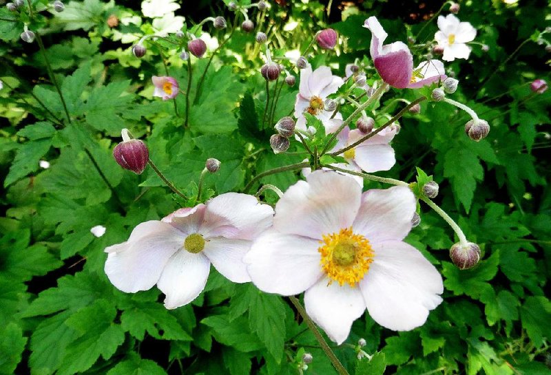 Japanese anemone is not drought-tolerant and tends to scorch in full sun, but given moderate sun and moisture, it will bloom every fall.