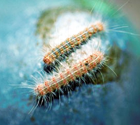 Submitted photo NOT SERIOUS PEST: Fall webworms can be seen across Arkansas through November. Call the Arkansas Forestry Commission for additional information on them.