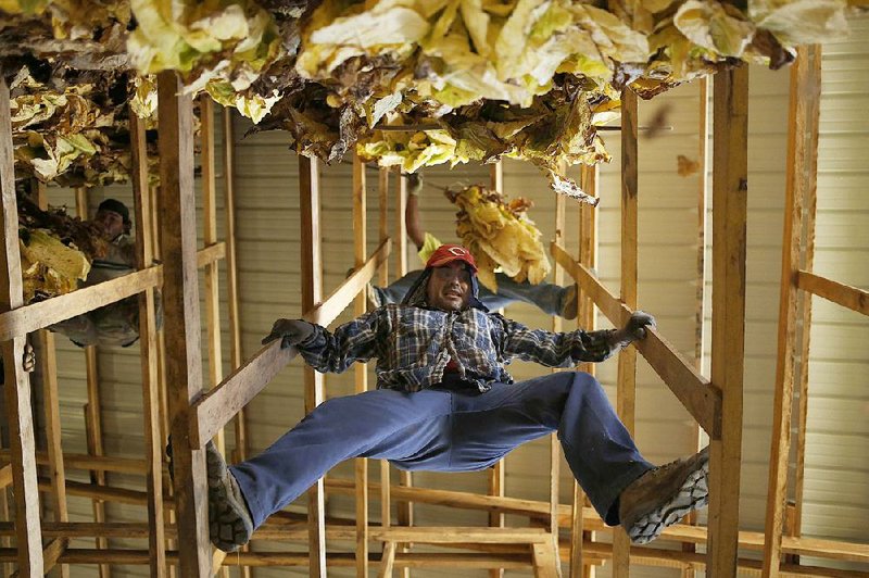 Workers hang tobacco leaves for drying in the rafters of a barn in Finchville, Ky., in September. Tobacco bonds, backed by settlement money that state and local governments receive from cigarette companies, returned 9.4 percent this year through Monday. 