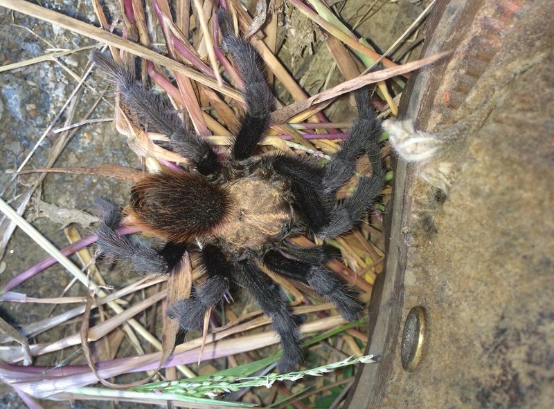 A Texas brown tarantula spotted on Sunday, Oct. 7, 2015 on Camp Robinson in North Little Rock. 
