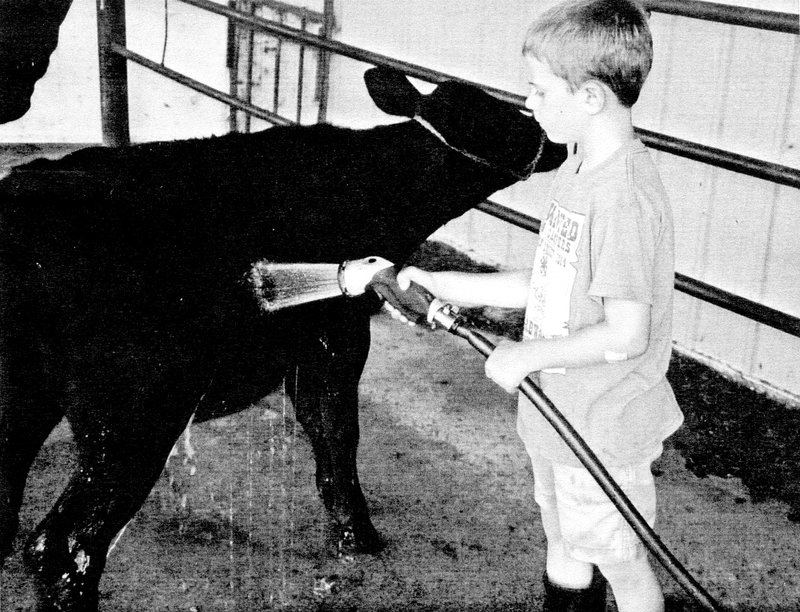 Photo submitted 4-H member Rhett Keaton washes off the bottle calf he showed at this year&#8217;s McDonald County Fair.