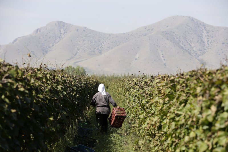 In this photo taken on  Monday, Oct. 5, 2015, an Albanian worker holds a cart at a vineyard in Tirnavos, central Greece. The European Union has given Greece two months to double taxes on tsipouro, arguing it does not have the right to keep a reduced duty that is reserved for some traditionally made products.