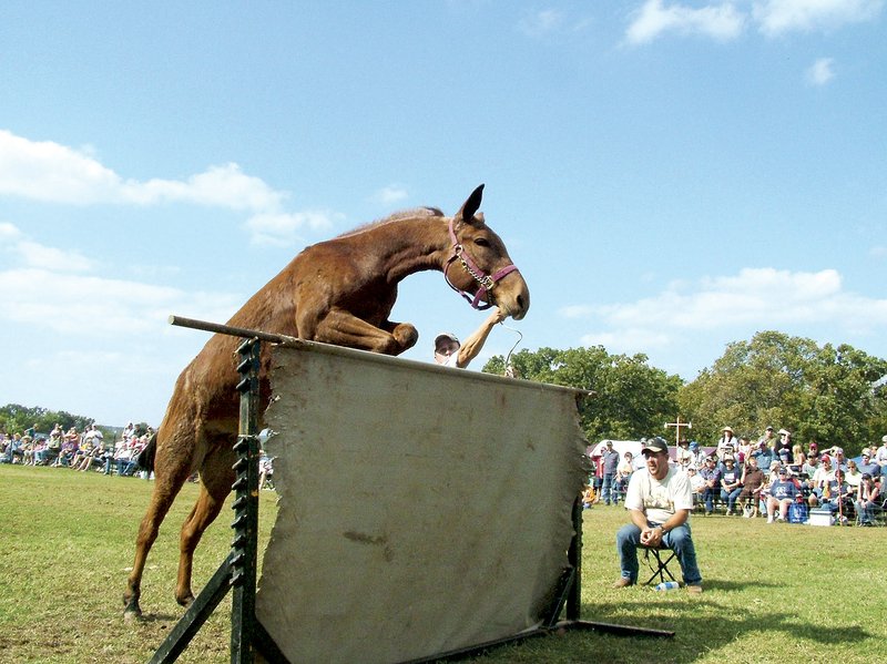 John Higgins Sr. of Greentop, Mo., encourages his mule over the jump at the 2008 Pea Ridge Mule Jump.