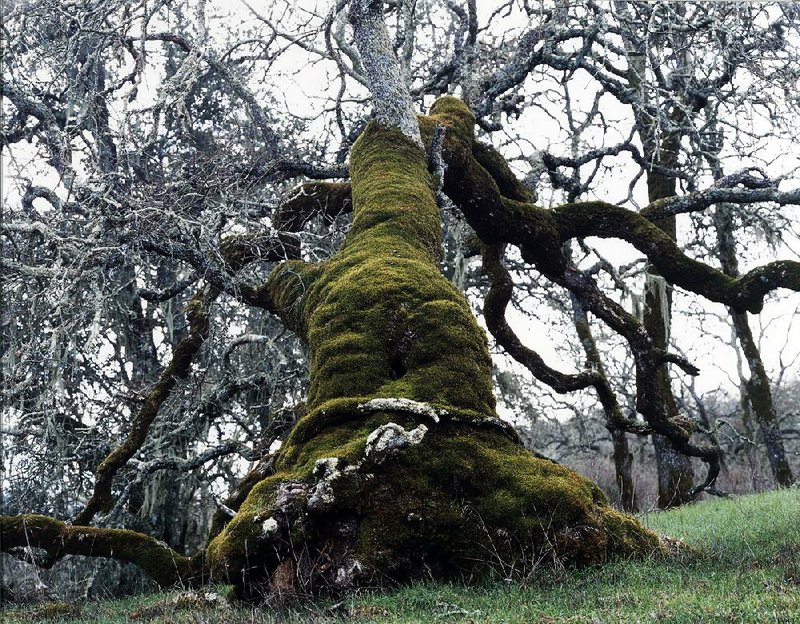 Ken Gonzales-Day’s inkjet print is titled At daylight the miserable man was carried to an oak …. It is part of the Arkansas Arts Center exhibition “Our America: The Latino Presence in American Art.” 