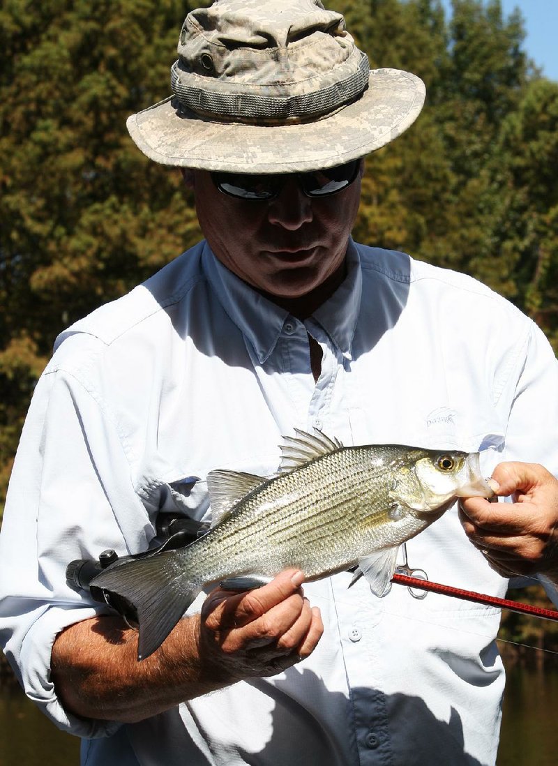 This was one of the many white bass that Rusty Pruitt of Bryant caught last week with a fly rod and spinning equipment on Lake Atkins. 
