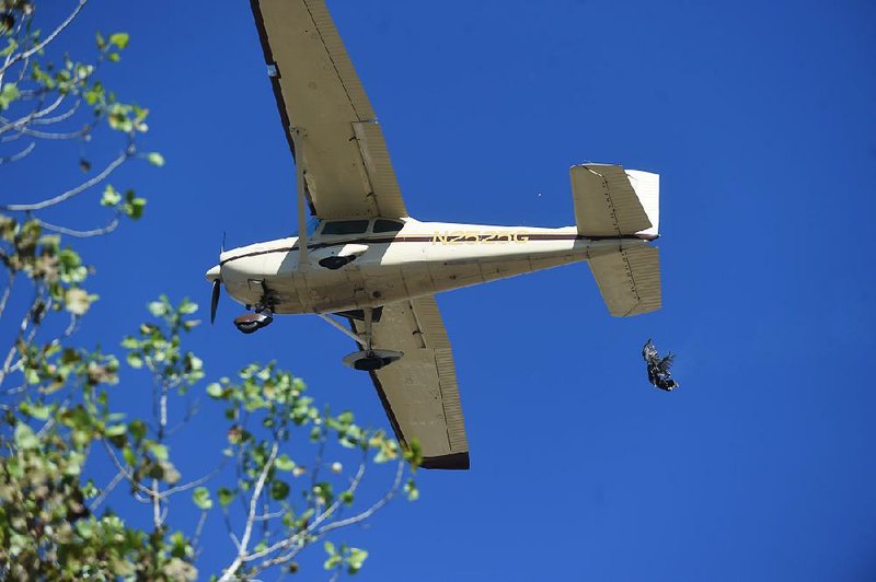 A wild turkey falls from a plane Saturday in Yellville during the 70th annual Turkey Trot festival, which hasn’t featured the tradition for several years because of Federal Aviation Administration regulations and complaints from animal-welfare groups.