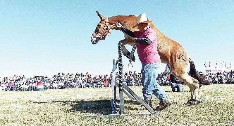 Times photograph by Annette Beard Bulls&#8217; Eye easily cleared the jump Saturday for owner, Ronnie Smith of Avoca.