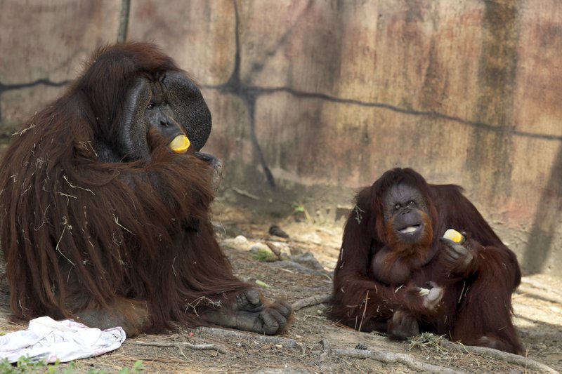 Little Rock Zoo's only remaining orangutan dies at 30  The Arkansas  Democrat-Gazette - Arkansas' Best News Source