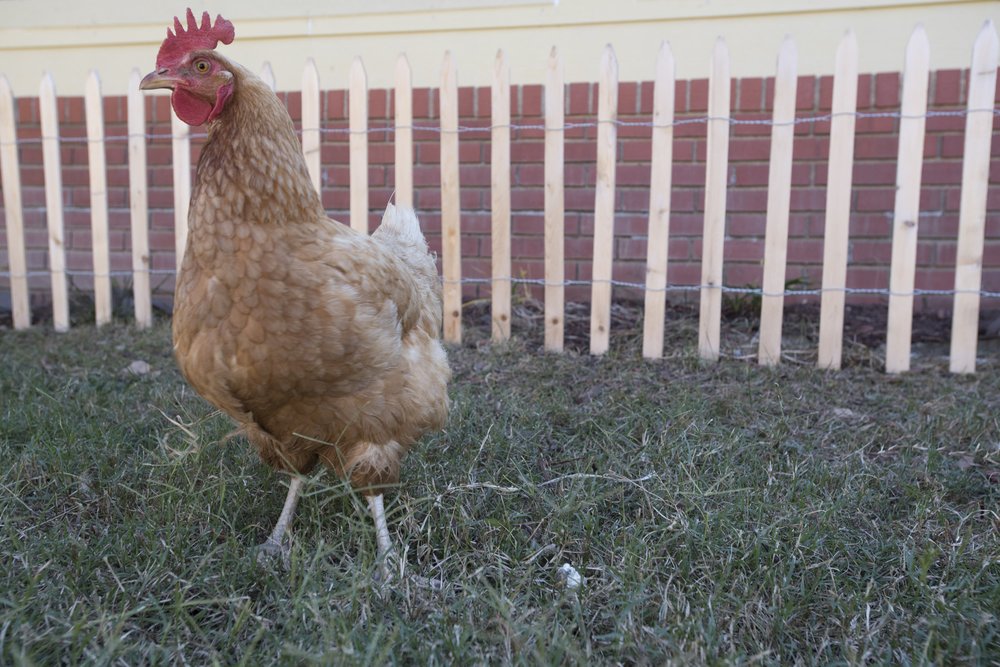 Rogers changes chicken law to allow backyard roaming
