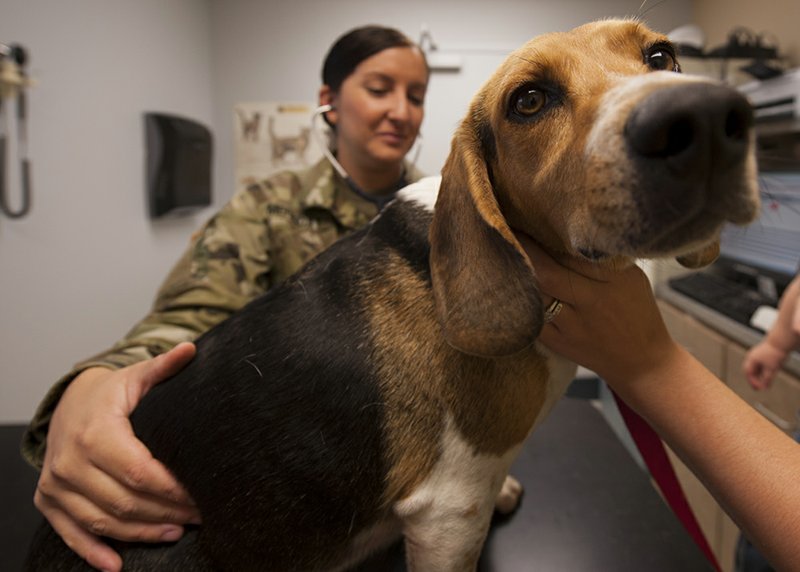 Army Capt. Sarah Merriday, Little Rock Air Force Base Veterinary Treatment Facility officer in charge, listens to Hank’s heart during a checkup at the clinic Sept. 24 at the LRAFB. The clinic now has appointments available to perform surgeries such as spaying and neutering, along with other procedures.