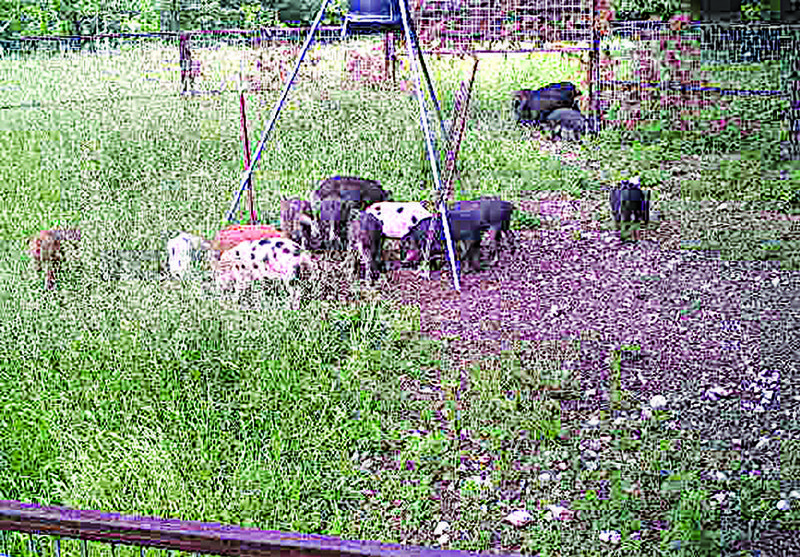 Feral hogs, usually nocturnal, feed during the day inside a corral trap in Morning Star.