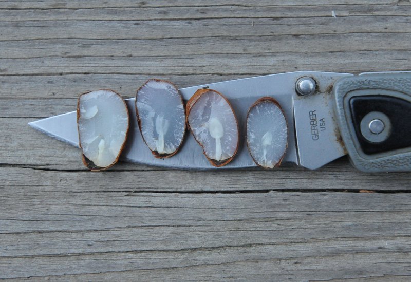 Material Table Knives - Persimmon