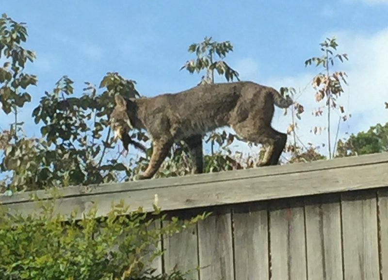 A bobcat walks along a fence with a chipmunk in its mouth outside Brad Hendricks Law Firm near Pleasant Valley Drive and Interstate 430.