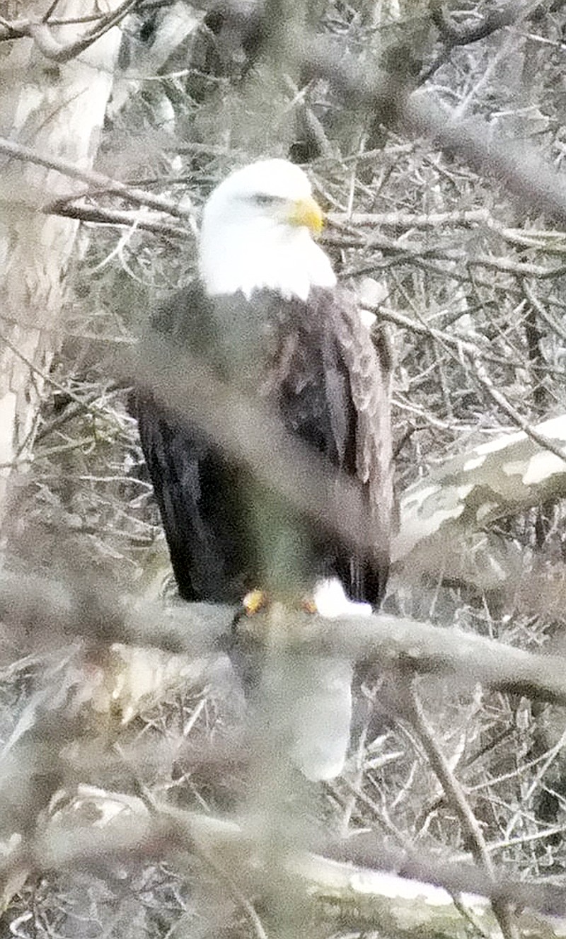 TIMES photograph &#0010;by Annette Beard A bald eagle perched on a tree limb watching for a meal.