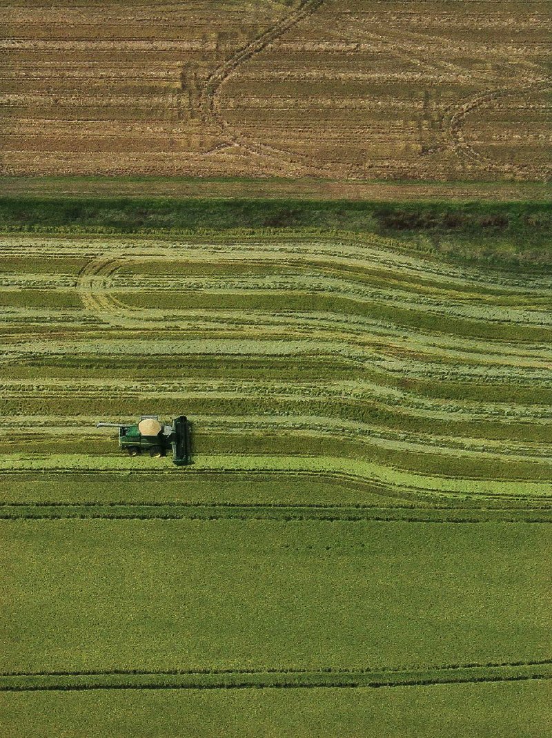 Rice is harvested from a fi eld near Stuttgart in late Septemeber. Almost half the 1.7 million farms that registered for a new federal safety-net program will receive payments for the 2014 crop year, the U.S. Department of Agriculture said.