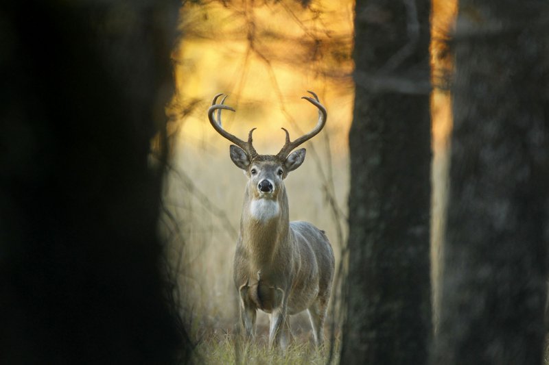 Season outlook good for NWA modern gun deer season The Arkansas