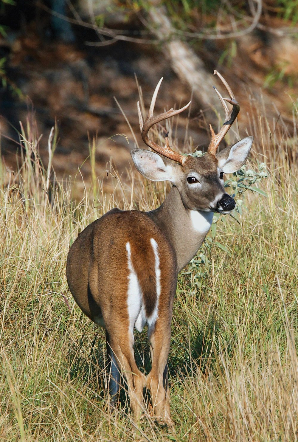 Season outlook good for NWA modern gun deer season