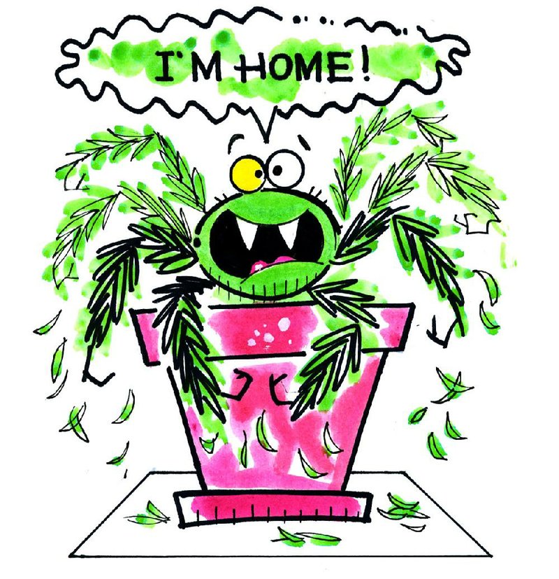 Arkansas Democrat-Gazette illustration of a Spider Plant.