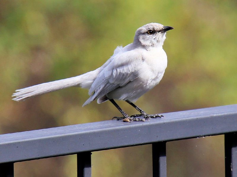 An albino mockingbird would have red eyes, but this leucistic white mockingbird, which has been hanging around Walton Heights in Little Rock since mid-October, has pigmented eyes.