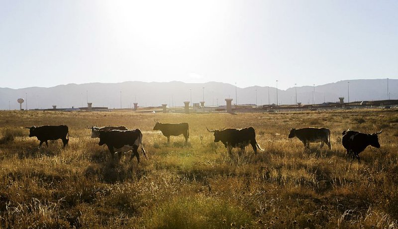 Cattle graze Thursday near one of the four federal prisons outside Florence, Colo., that federal officials are considering for housing detainees now held at the prison at Guantanamo Bay, Cuba. 
