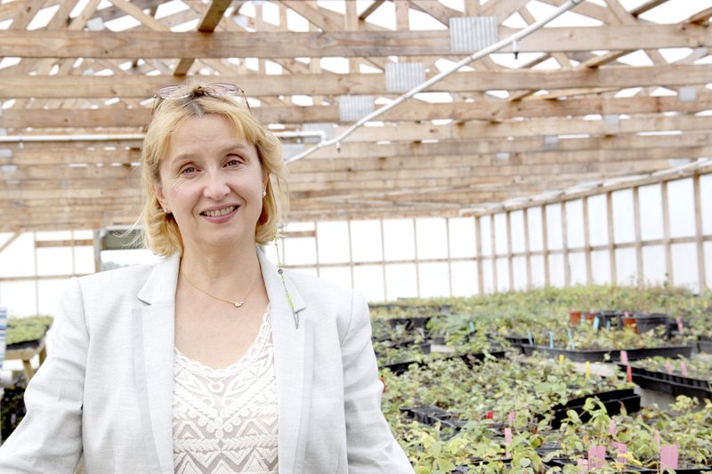 LYNN KUTTER ENTERPRISE-LEADER Lidia Delafield, of Prairie Grove, stands in the greenhouse for Berries Unlimited. Behind her are varieties of honeyberries that she has developed in a closed lab located inside her Prairie Grove home. The varieties will be sold worldwide by a Canadian firm.