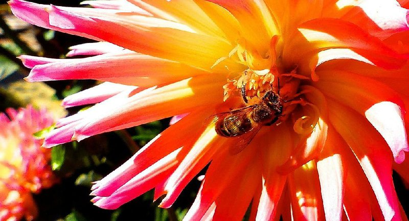 A honeybee is covered with pollen after foraging on a collection of dahlias in September near Langley, Wash. Dahlias are among a large assortment of fl owers that have saucer-shaped blooms, making their pollen and syrup easier for bees and other insects to collect.
