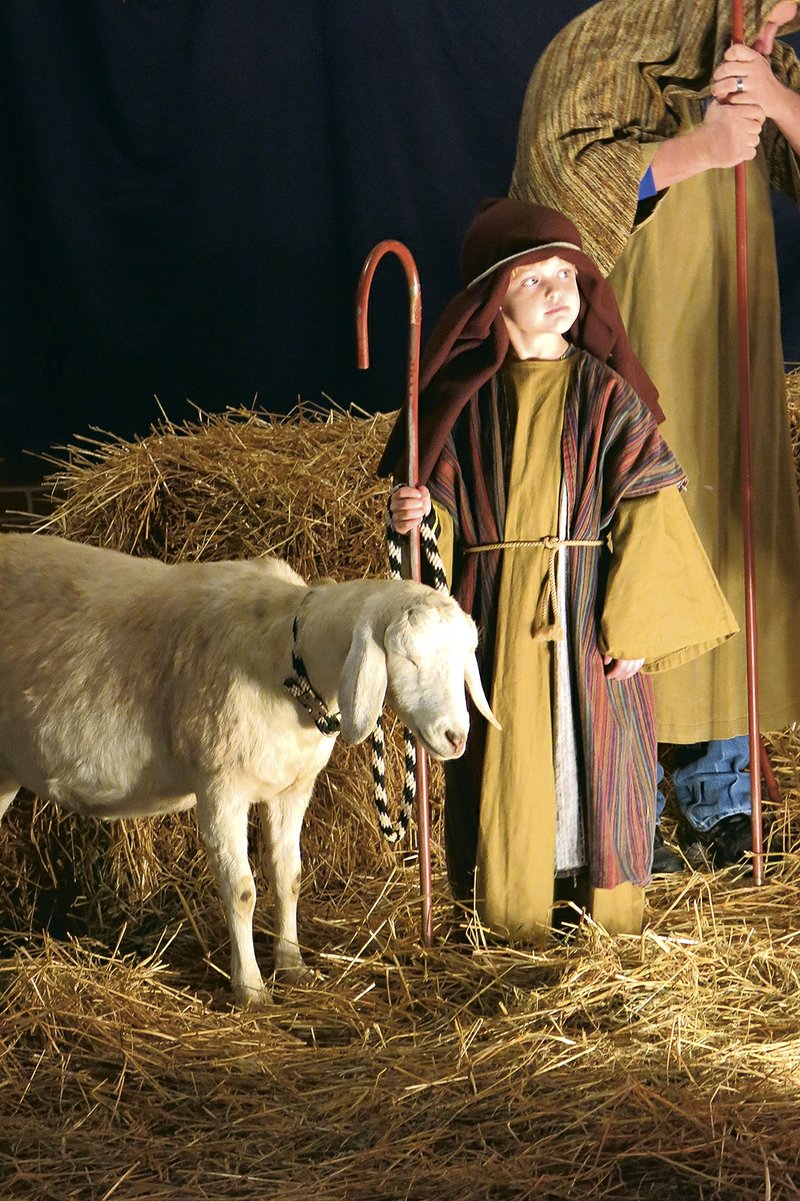 Cottonball, a purebred Nubian goat from Lazy JV Ranch, stands with her shepherd in a Nativity scene at Cumberland Presbyterian Church in Owensboro, Ky. 