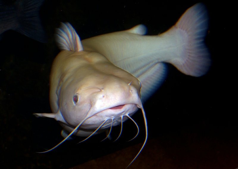 Sometimes the simplest things create joyful memories, like a snow-white catfish caught on a snowy Thanksgiving Day.