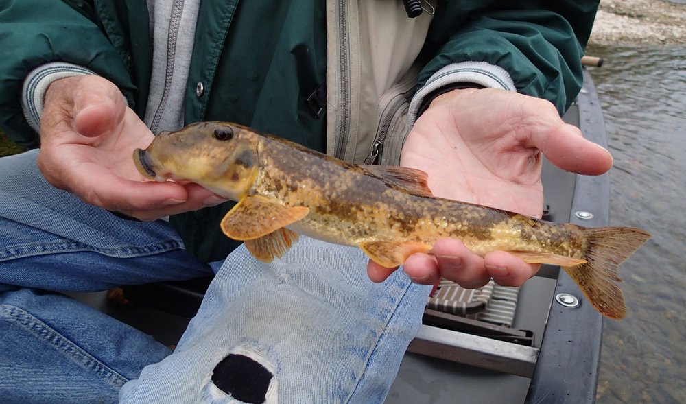 VIDEO Missouri's Elk River shows quiet side in autumn