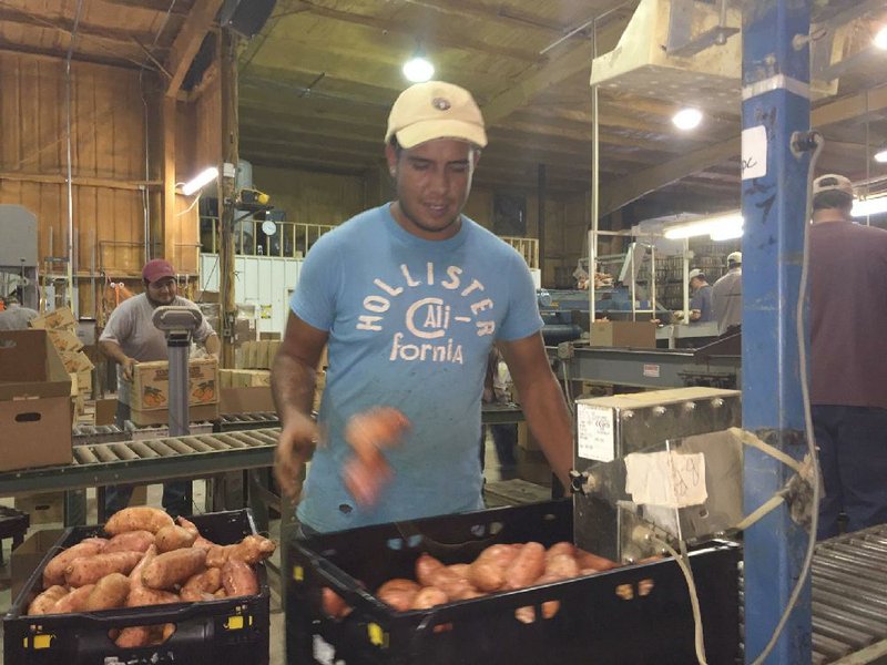 Alberto Morales Martinez, an employee at Matthews Sweet Potato Farm near Wynne, weighs part of the harvest in early November. The work is especially brisk right before Thanksgiving.