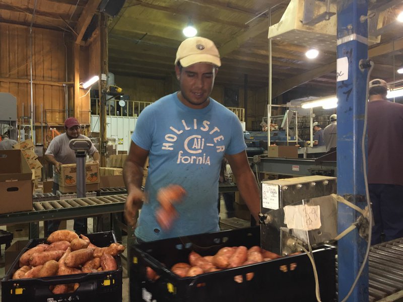 Alberto Morales Martinez, an employee at Matthews Sweet Potato Farm near Wynne, weighs sweet potatoes in early November. Most of the sweet potatoes are shipped out in 40-pound boxes and the work is especially brisk before Thanksgiving.
