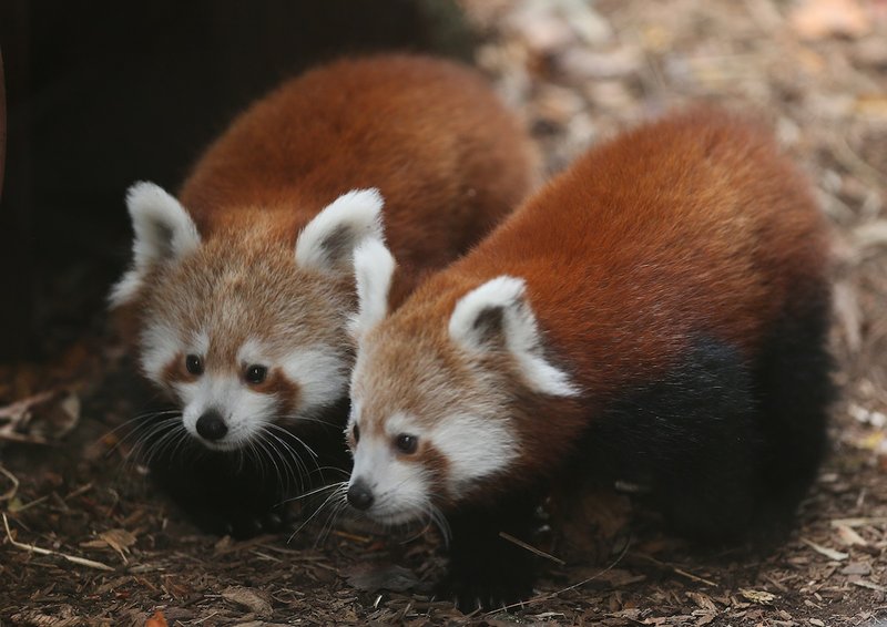 Red panda cubs, born in June, make their public debut at the Philadelphia Zoo, Wednesday, Nov. 18, 2015, in Philadelphia. At left is the female, Betsy, and the male cub, Benjamin, is on the right.