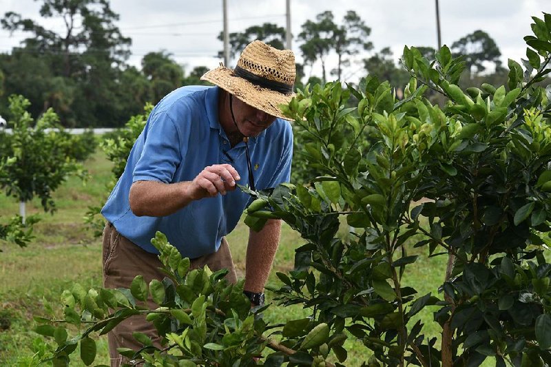 A worker checks orange trees for citrus greening disease at Peterson Groves in Vero Beach, Fla., earlier this month.