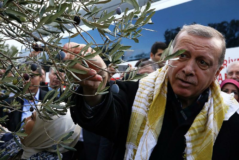 Turkish President Recep Tayyip Erdogan picks olives Saturday in Burhaniye in western Turkey. Erdogan voiced regret over the downing of a Russian warplane, saying, “We wish it hadn’t happened.” 
