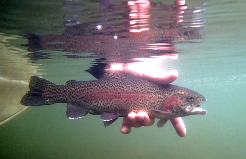 Rainbow trout at Lake Taneycomo are being affected by low dissolved oxygen levels in the lake. This trout was caught and released in October 2014 at Taneycomo.