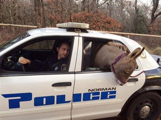In this photo provided by the Norman, Okla., Police Department, a donkey pokes out of the back of a police vehicle in Norman, Okla., on Tuesday, Dec. 1, 2015.