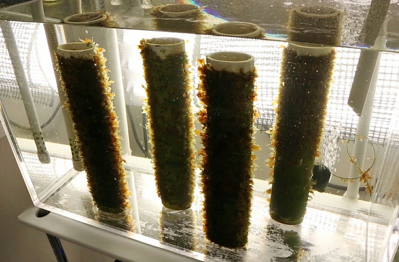 Seaweed grows on spools of twine in an aquaculture operation at the University of New England to provide the kelp to commercial farms.