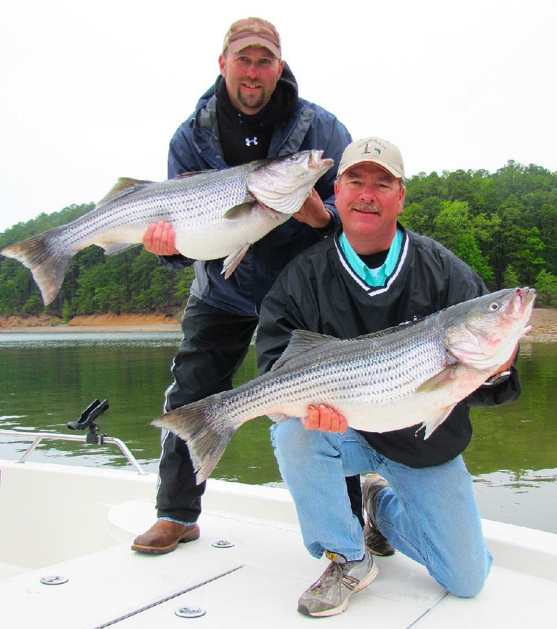 The Missouri Conservation Department’s plan to develop a trophy striped bass fishery in Bull Shoals Lake has elicited sharp criticism from members of the Arkansas Game and Fish Commission. 
