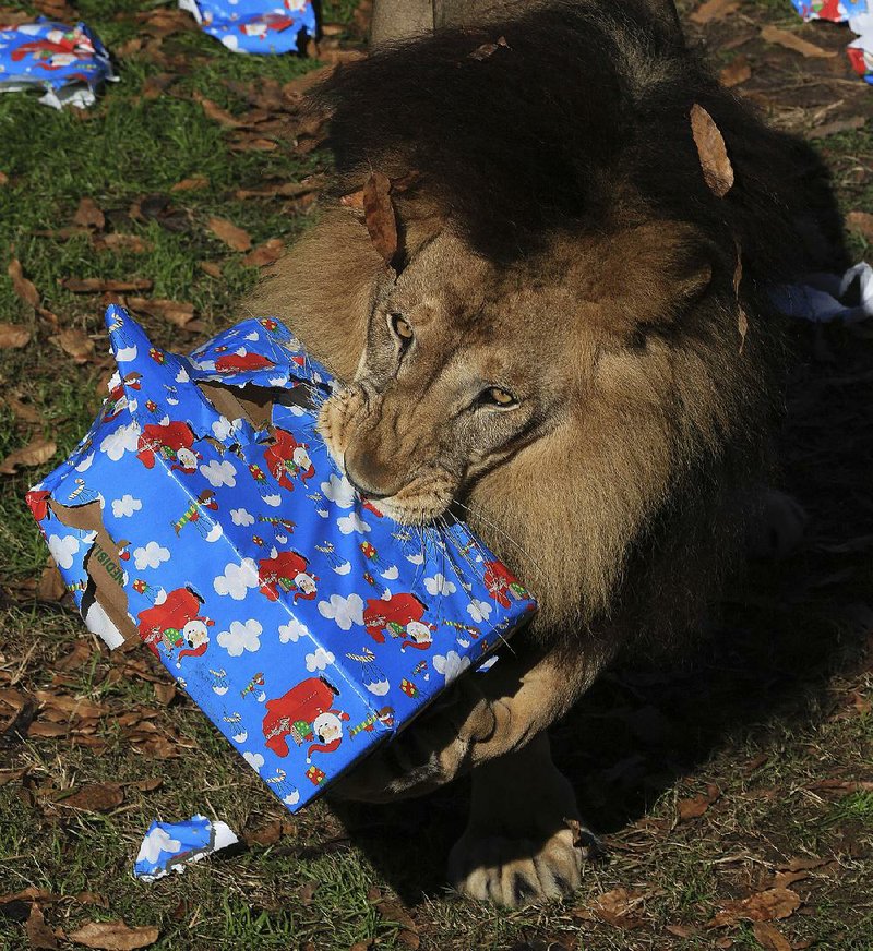 FILE — Bakari, a male lion at the Little Rock Zoo, tears the paper off of an empty box scented with cinnamon Tuesday at the zoo in this 2015 file photo. 