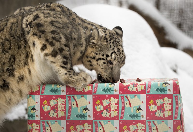 In this Thursday, Dec. 24, 2015 photo, Ranny, a female snow leopard, eats raw meat given as a Christmas gift at Lincoln Children's Zoo in Lincoln, Neb. (Gwyneth Roberts/The Journal-Star via AP)