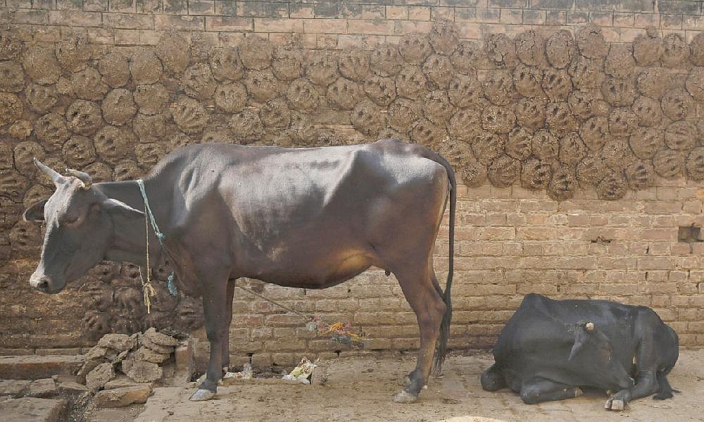 Cow patties hardly a flop in India | Northwest Arkansas Democrat-Gazette