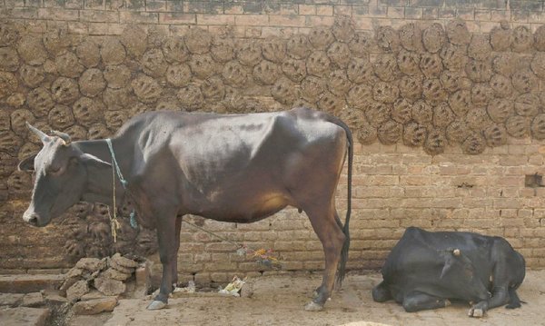 Pure Cow/Buffalo Dung Gobar Big Upla/uplay Cow/Kande/Cow Dung Cake for  Hawan, Puja & Religious Purpose - Pack of 1 : Amazon.in: Home & Kitchen